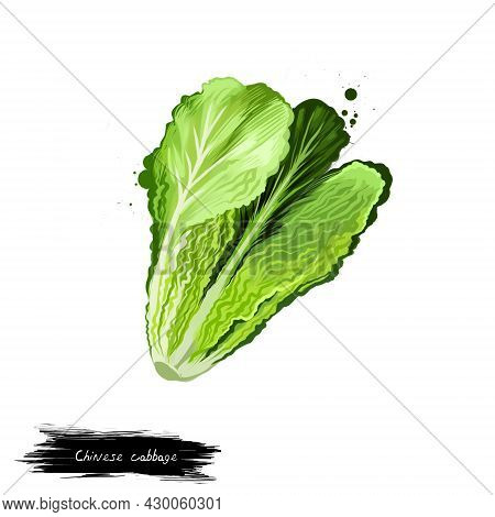 Chinese Cabbage Vegetable Isolated On White. Hand Drawn Illustration Of Cabbage Broccoli And Caulifl