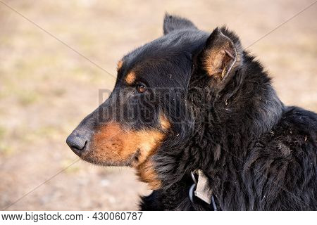Big Dog Beauceron. Beauceron Is A Herding Dog Breed