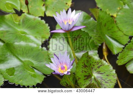Mavi nilüfer, lotus