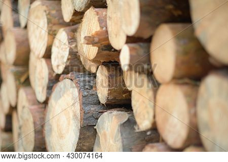 Sawn Logs Of Pine Forest, Roundwood Timber, Logging