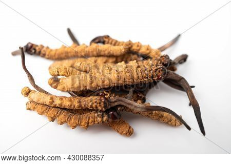 Close Up Ophiocordyceps Sinensis Or Mushroom Cordycep This Is A Herbs. Medicinal Properties In The T