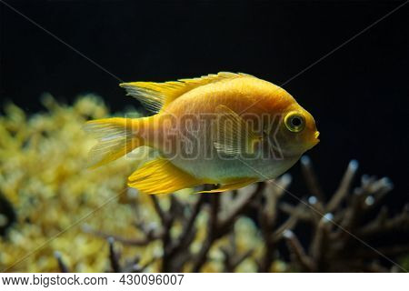 Golden damselfish Amblyglyphidodon aureus underwater in sea with corals in background