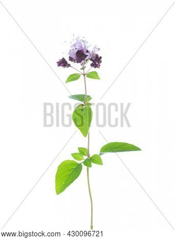 Small sprig of flowering  Oregano (Origanum vulgare) with green leaves isolated on a white background. Selective focus