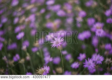 Purple Summer Background Of Xeranthemum Annuum Flowers. Beautiful Dried Flowers Annual Immortelle On