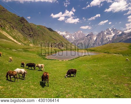 Aerial View At The Koruldi Lakes With Horses And Cows. Mountains At The Background In Caucasus Mount
