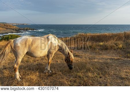 Beautiful Red Horse Grazing In A Meadow In Autumn.