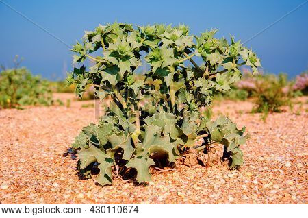 Eryngium Maritimum, Sea Holly Or Seaside Eringo On Sandy Coast Against Blue Sky In Morning Sunlight.