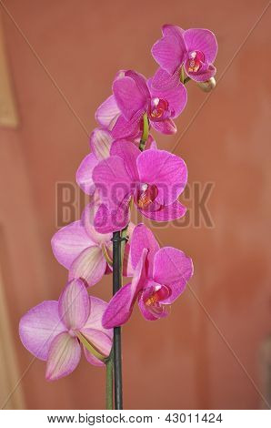 Orchidea