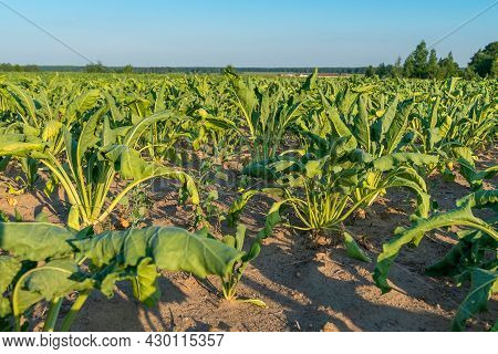 Agricultural Field With Dehydrated Sugar Beet On A Hot Sunny Summer Day. Concept Of Crop Dewatering 