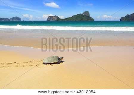 MeeresschildkrÃ¶ten am Strand.