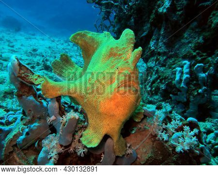 A Yellow Frogfish On Corals Boracay Island Philippines