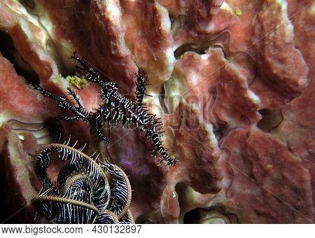 A Pair Of Ornate Ghost Pipefish On A Barrel Sponge Boracay Island Philippines
