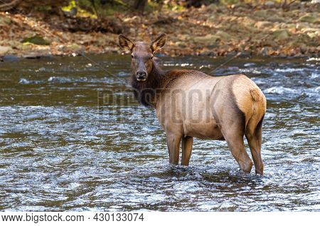 Stern Cow Elk Wading In River Looks Back At Camera In Great Smoky Mountains National Park