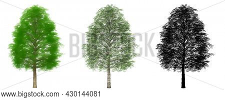 Set or collection of Cherrybark Oak trees, painted, natural and as a black silhouette on white background. Concept or conceptual 3d illustration for nature, ecology and conservation, strength