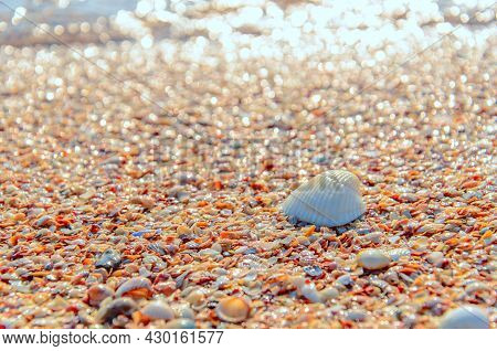 Seashell On The Beach In Morning Light With Bokeh. White Anadara Shell On Seaside. Travel Concept. C