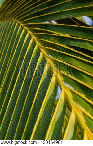 Background Of Midrib Patterns Of Coconut Plant Leaves. Used Selective Focus.