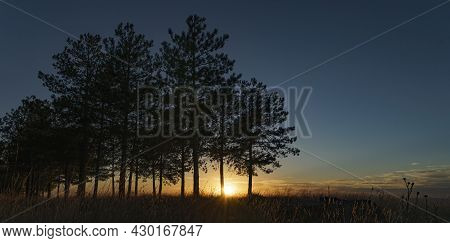 Panoramic Landscape Of A Pine  Hillside At Sunset With Clear Sky.