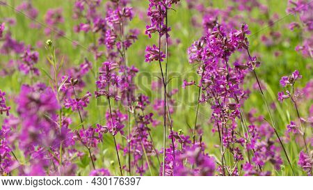 Beautiful Delicate Purple Flowers Of Viscaria Vulgaris Growing In The Meadow In The Summer Close-up.