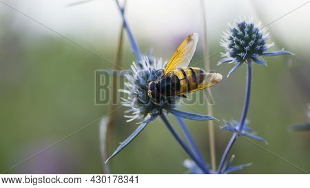 Syrphidae Collects Nectar From A Thorny Field Plant Close-up Back View. Big Striped Fly Perched On E