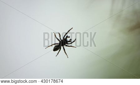 Small Spider On A Window Pane Against A Light Sky Background. Tiny Spider Insect. Isolated On Light.