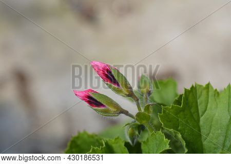 Regal Pelargonium Hybrid Flower Buds - Latin Name - Pelargonium X Domesticum (pelargonium Grandiflor