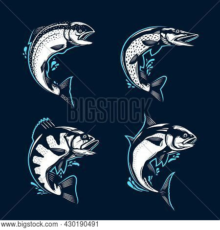 Jumping Fish Illustrations