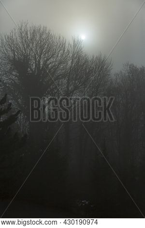 Close Up Of Fogy Forest Over Sunny And Cloudy Morning Sky In Graz, Austria.