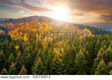 View From Above Of Dense Pine Forest With Canopies Of Green Spruce Trees And Colorful Yellow Lush Ca