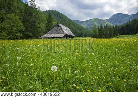 Jaworzynka Valley In June. Tatra Mountains. Poland.