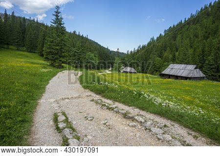 Jaworzynka Valley In June. Tatra Mountains. Poland.