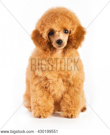 red haired poodle