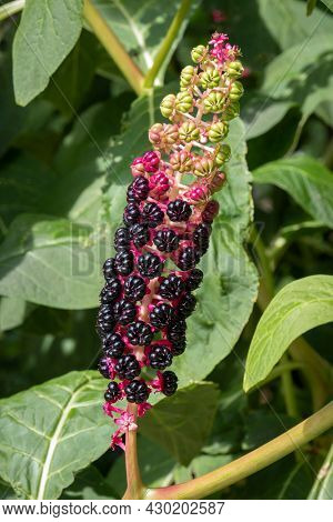 Phytolacca acinosa, Indian pokeweed, foliage and fruit  in the garden