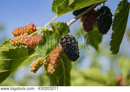 Mulberry Berries On The Branches. The Berries Of The Mulberry Tree. The Berries Look Like Scary. Sum