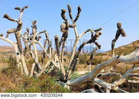 Burnt Joshua Tree Caused From A Past Wildfire On Arid Badlands Taken At A Parched Joshua Woodland In