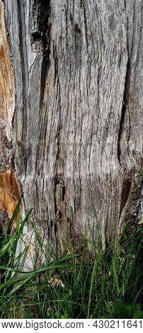 Closeup Texture Of Tree Bark. Pattern Of Natural Tree Bark Background. Rough Surface Of Trunk. Green