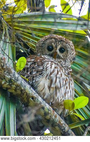 Barred owl in the Loxahatchee River Battlefield Park, Jupiter, Florida