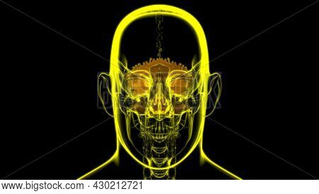 Human Skeleton Skull Occipital Bone Anatomy For Medical Concept