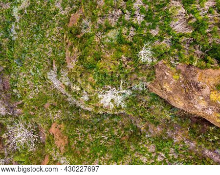 Top View Of Scarce Vegetations Growing On Harsh Volcanic Environment.