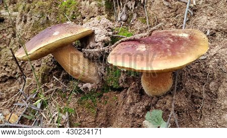 two cepes in the wood