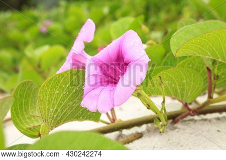 Cluster Of Purple Flowers Of A Railroad Vine In Florida.