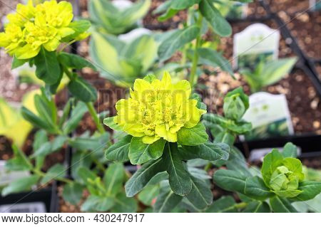 Yellow Cushion Spurge Growing In An Outside Garden