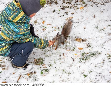 A Little Boy In Winter Feeds A Squirrel With A Nut. Cute Little Boy Feeding Squirrel At Winter Park