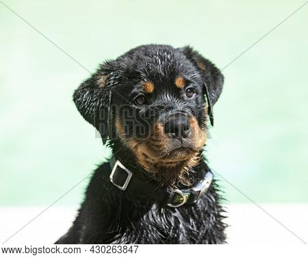 Puppy Rottweiler Near Swimming Pool In Summer