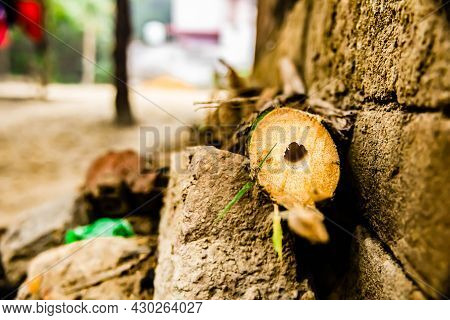 Close Up Shot Of A Bamboo Stem Placed Near A Household