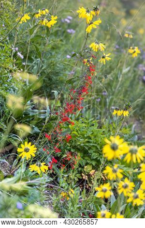 Gilia Scarlet flowers in wildflower meadow