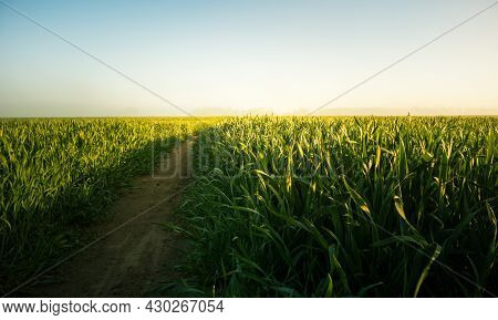 A Beautiful, Natural Grass Growing In The Meadow In Morning Hours. Grasland In Sunrise. Summertime S