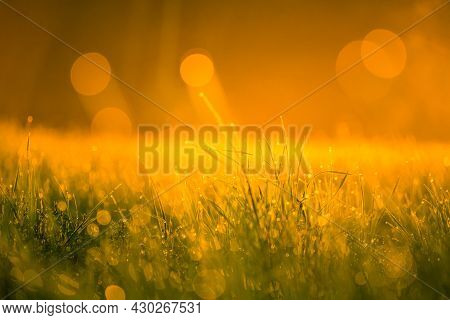 A Beautiful, Natural Grass Growing In The Meadow In Morning Hours. Grasland In Sunrise. Summertime S