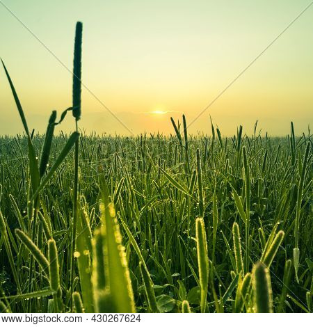 A Beautiful, Natural Grass Growing In The Meadow In Morning Hours. Grasland In Sunrise. Summertime S