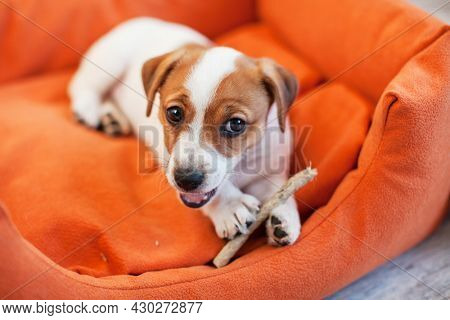 Cute small white dog puppy eats some dog food at home. Pet eating bone
