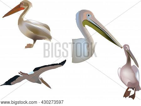 Series Of Images Of Pelican Bird Series Of Images Of Pelican Bird